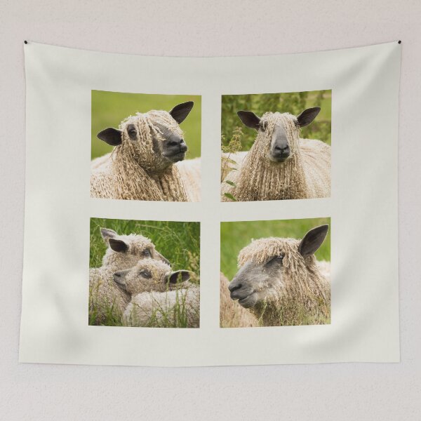Item preview, Wensleydale Sheep Collection designed and sold by Jane Stanley Photography.