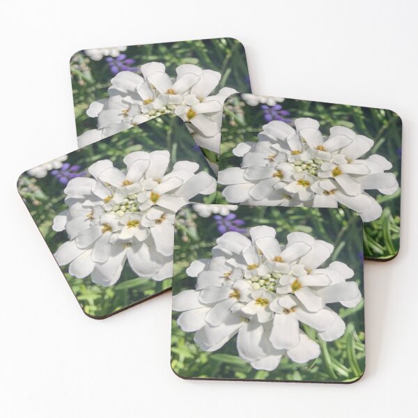 Item preview, Candytuft Front and Center designed and sold by DaisyGirlDesign.