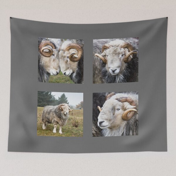 Item preview, Herdwick Sheep Collection, Rams designed and sold by Jane Stanley Photography.