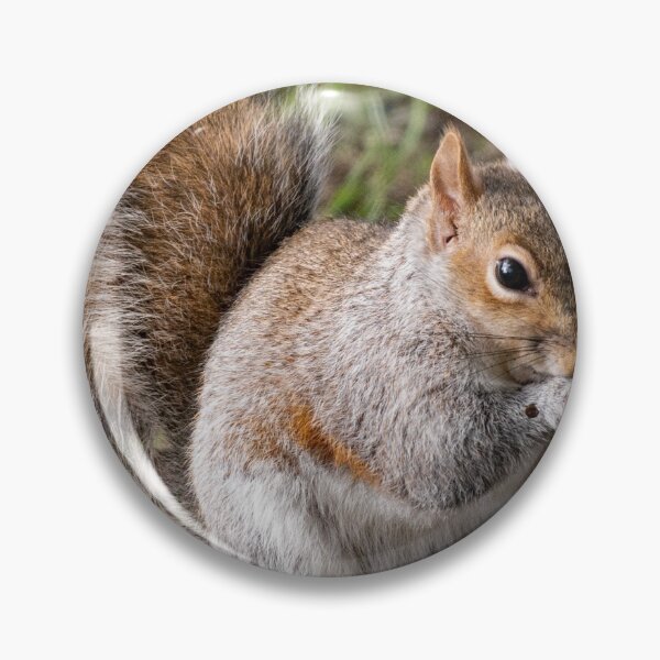 Item preview, Squirrel Eating. designed and sold by GingerMan2550.