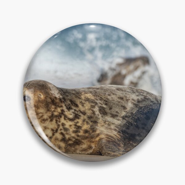 Item preview, Grey Seal designed and sold by Steve Liptrot Photography.
