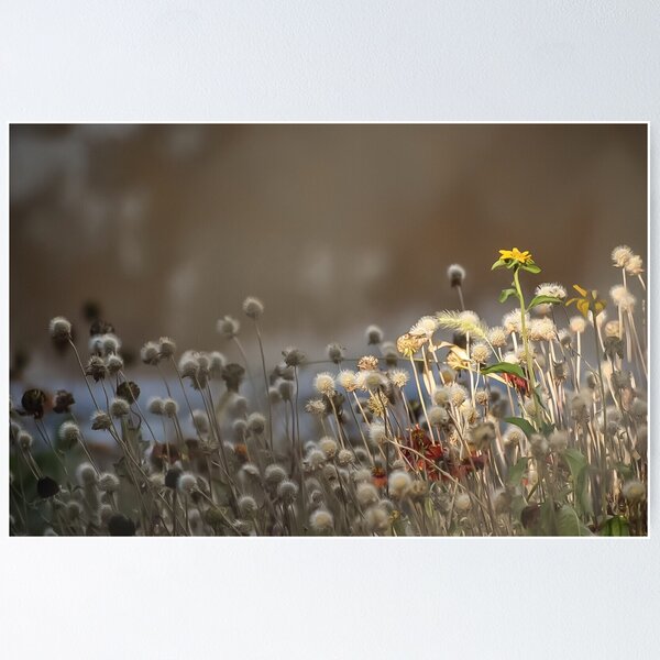 Item preview, Wildflowers in the City designed and sold by DonnaMariePhoto.