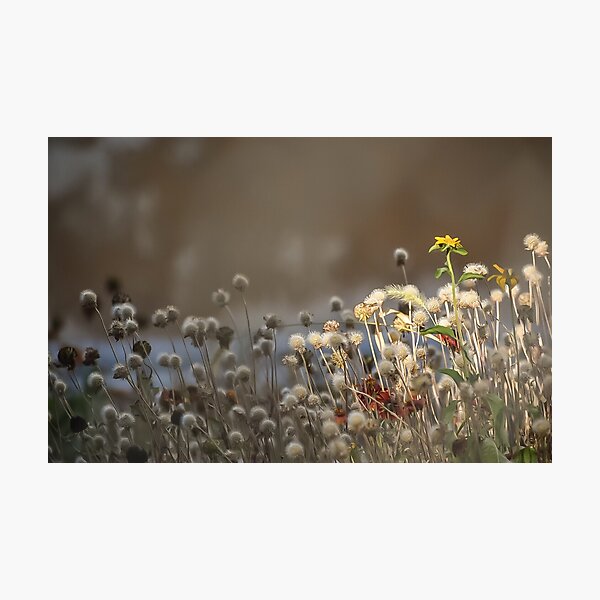 Aperçu de l'œuvre Fleurs sauvages dans la ville créée et vendue par DonnaMariePhoto.