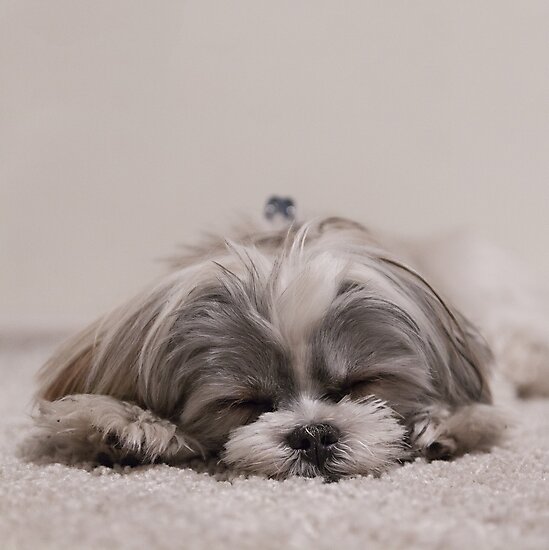 "Shih Tzu Sleeping" Photographic Print by Jadzhea Redbubble