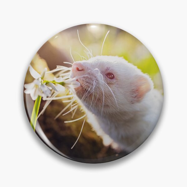 Aperçu de l'œuvre Migaloo pour furet albinos blanc créée et vendue par PurpleBluesPets.