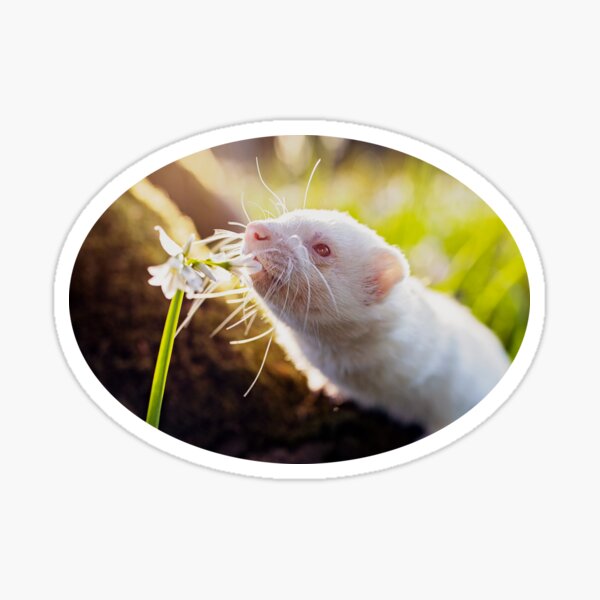 White Albino Ferret Migaloo Sticker