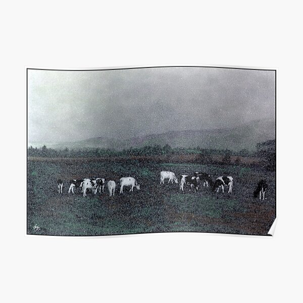 Longview Cows Poster