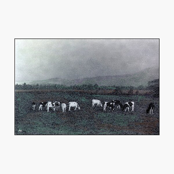 Longview Cows Photographic Print