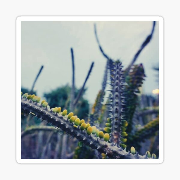 Cute cactus Sticker