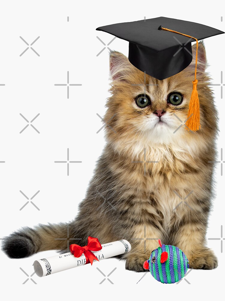 Graduation Kitten Funny Student 
