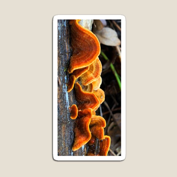 Chiluly Forest Fungus Magnet