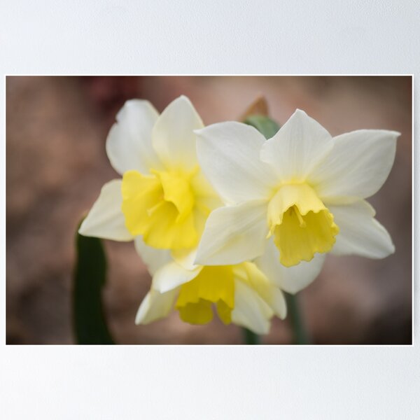 Item preview, Spring Daffoldils designed and sold by Jacquelie.