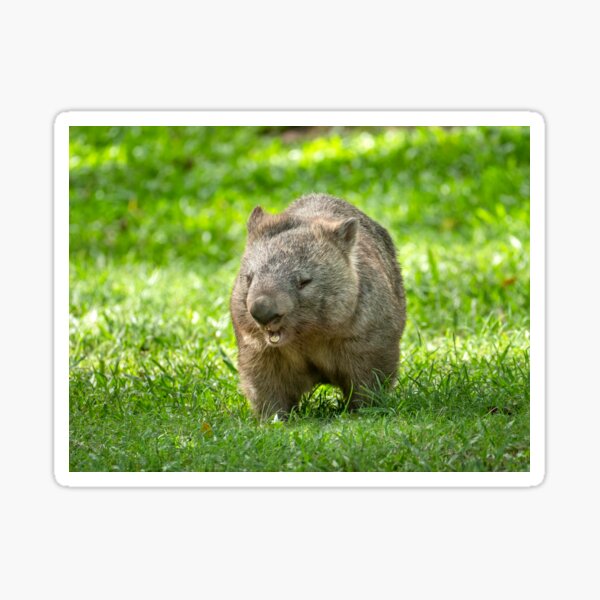 Vista previa del artículo con la obra «Un wombat muy feliz», diseñado y vendido por Andrew Goodall.