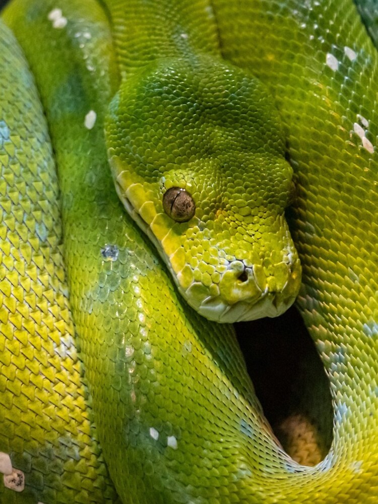 Thumbnail 5 of 5, iPhone Case, Green Tree Python, Australia designed and sold by AndrewGoodall.