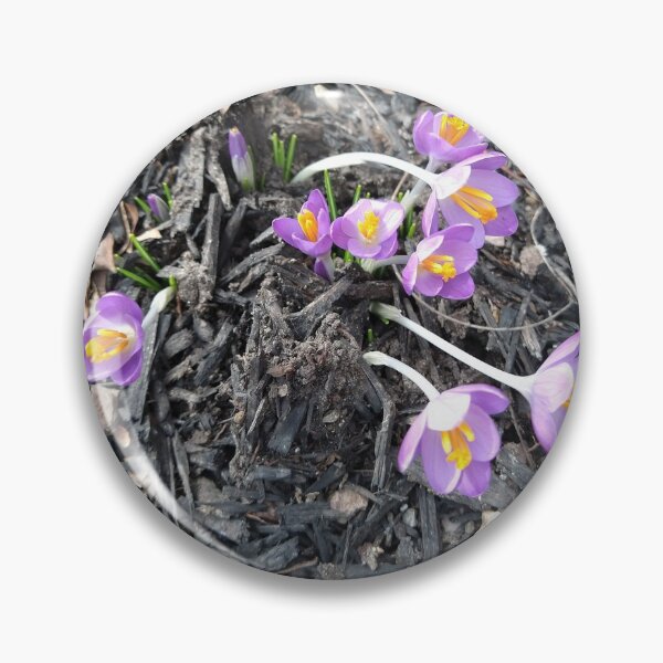 Item preview, Early Crocuses in mulch designed and sold by Mothe3rd.