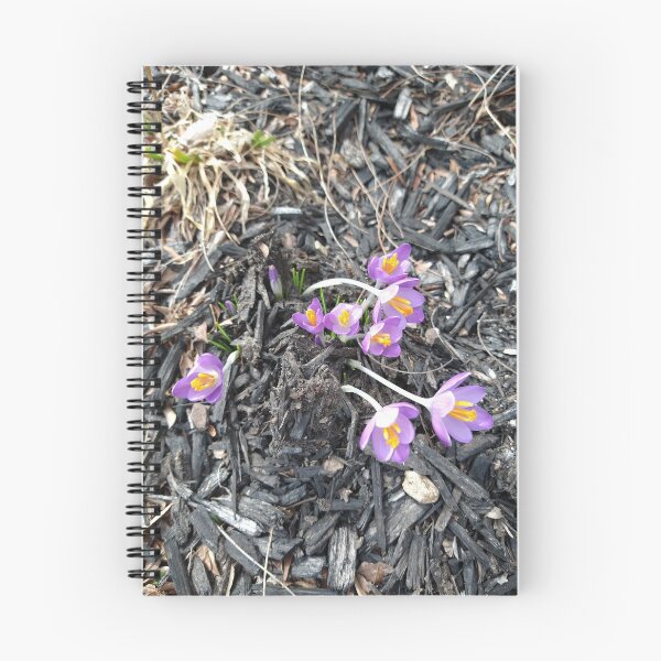 Item preview, Early Crocuses in mulch designed and sold by Mothe3rd.