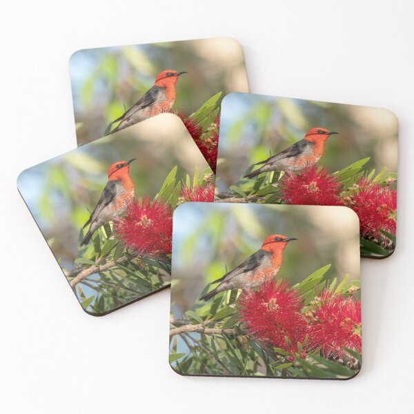 Item preview, Scarlet Honeyeater, Maleny, Queensland designed and sold by Andrew Goodall.