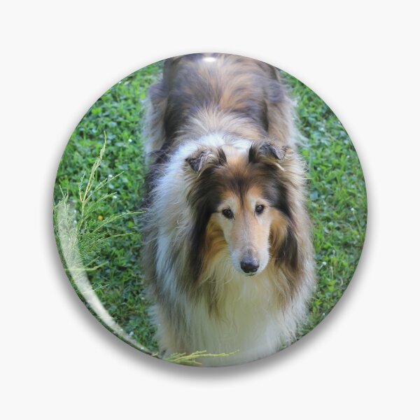 Item preview, Rough Collie From Above designed and sold by KarenWoodArt.
