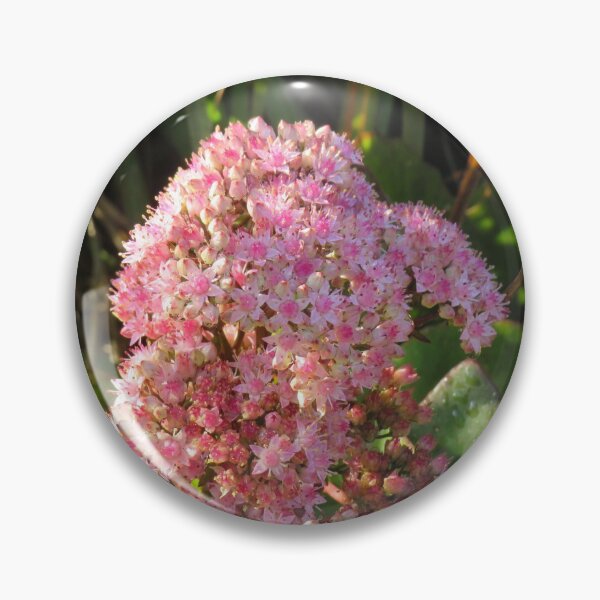 Item preview, Pink crassula flowers designed and sold by greentiger1.