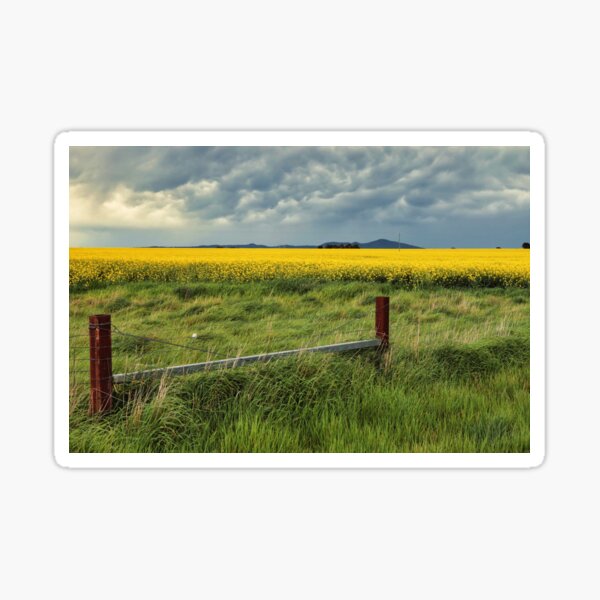 Item preview, Canola field, Victoria, Australia designed and sold by Carolyn's Captures - Original Photohgraphy.