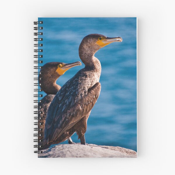 Item preview, Great Cormorant at Henry Head, Botany Bay designed and sold by Erik Schlogl.