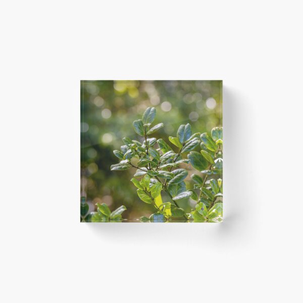 Item preview, In the jungle, green forest at Azores islands. designed and sold by AylaHarbich.
