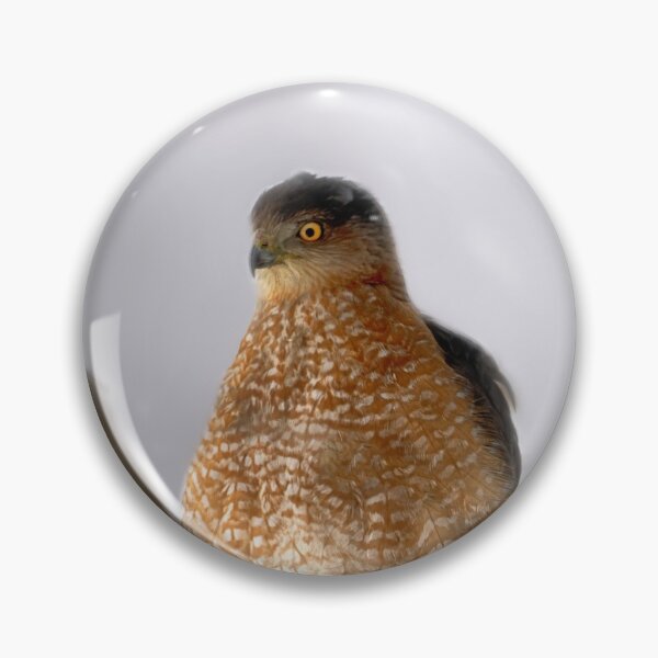 Item preview, Cooper's Hawk Outside My Window designed and sold by Kathy Weaver.
