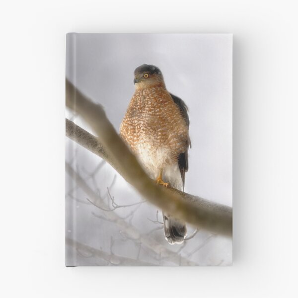 Artikelvorschau, Cooper's Hawk vor meinem Fenster entworfen und verkauft von Kathy Weaver.