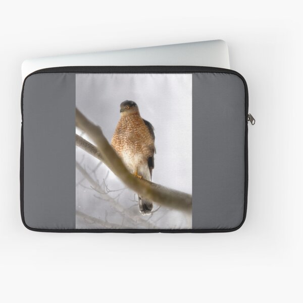 Item preview, Cooper's Hawk Outside My Window designed and sold by Kathy Weaver.