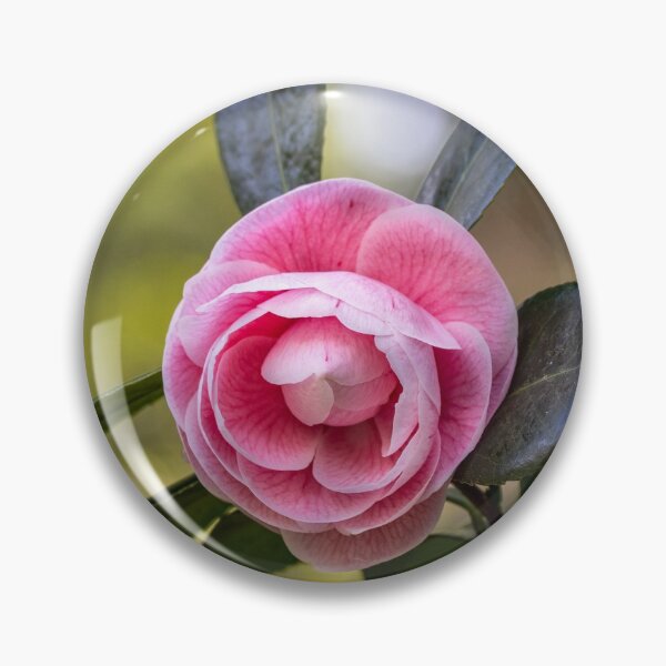 Item preview, Pink camellia flower, with branches and leaves in the background. designed and sold by AylaHarbich.