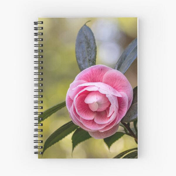 Item preview, Pink camellia flower, with branches and leaves in the background. designed and sold by AylaHarbich.