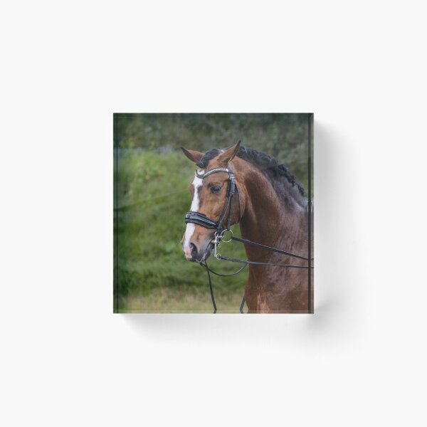 Item preview, Beautiful Lusitano stallion. designed and sold by AylaHarbich.