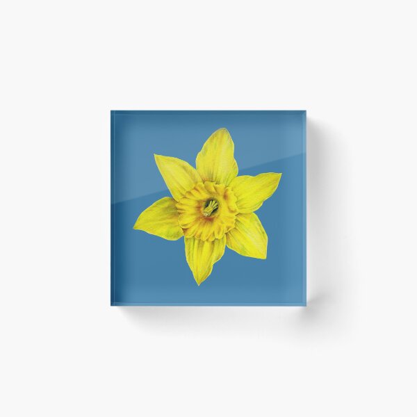 Item preview, Spring daffodil single flowerhead watercolor art designed and sold by Sarah Trett.