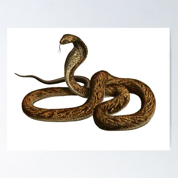 Item preview, Brown Snake designed and sold by rhynix.