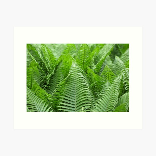 Item preview, Leaves of Polystichum ferns designed and sold by Zosimus.