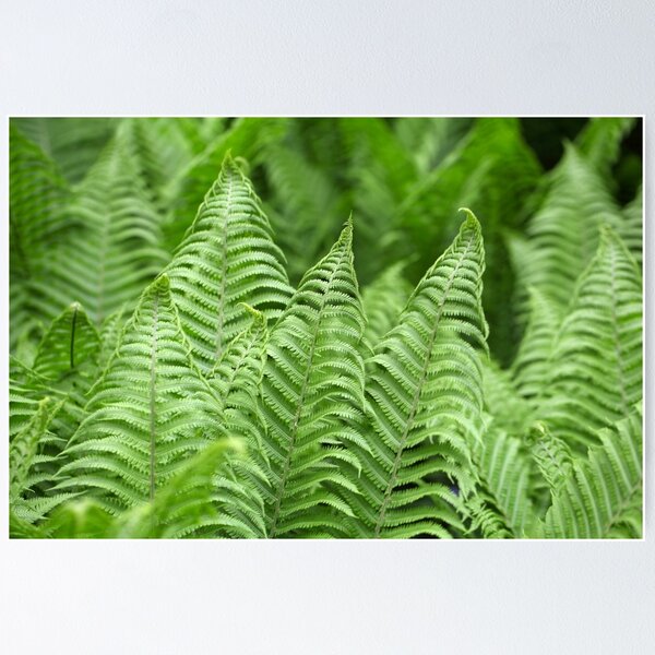 Item preview, Leaves of Polystichum ferns designed and sold by Zosimus.