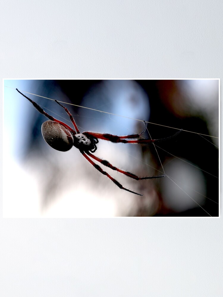 Póster «Araña de 6 patas, la superviviente resistente» de GTreagus | Redbubble Póster «Araña de 6 patas, la superviviente resistente» de GTreagus | Redbubble