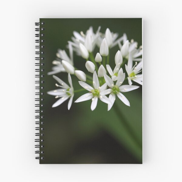Item preview, Wild garlic or ramsons Allium ursinum designed and sold by Zosimus.