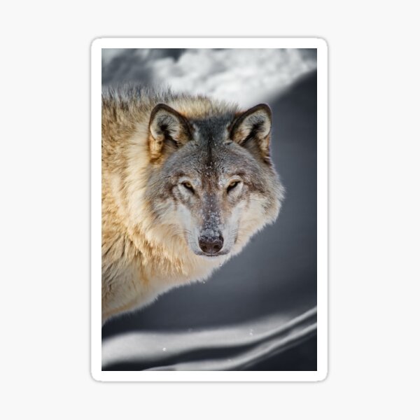 "Gray Wolf" Sticker by jaydee1400 Redbubble