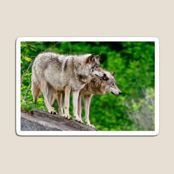 Item preview, Gray Wolves designed and sold by Michael Cummings.