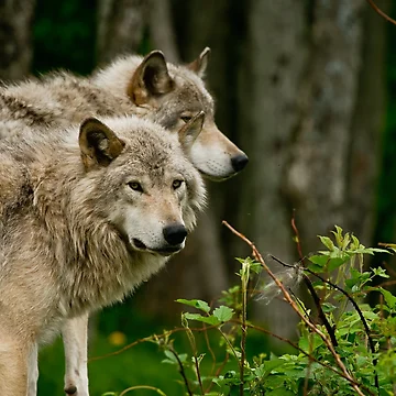 Artwork thumbnail, Timber Wolves by Michael Cummings