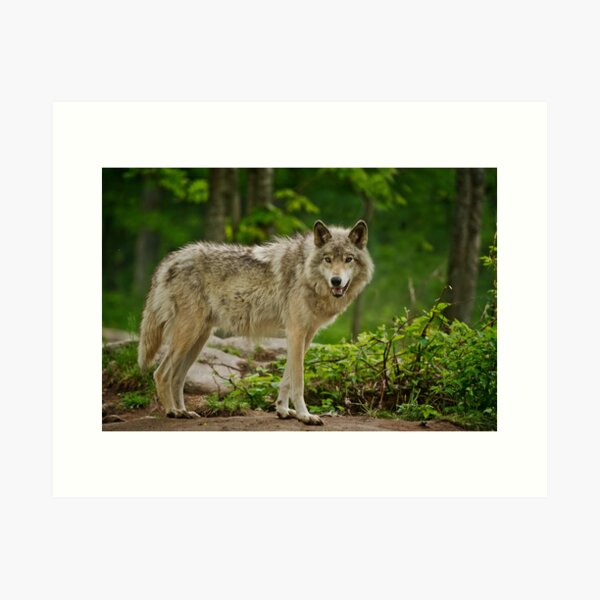 Item preview, Grey Wolves designed and sold by Michael Cummings.