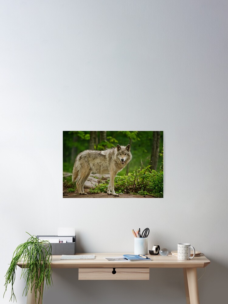 Thumbnail 2 of 3, Poster, Grey Wolves designed and sold by jaydee1400.