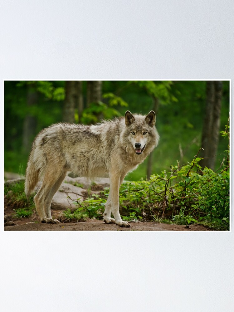 Thumbnail 1 of 3, Poster, Grey Wolves designed and sold by jaydee1400.