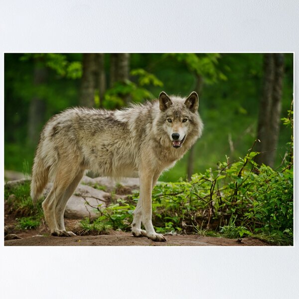 Item preview, Grey Wolves designed and sold by Michael Cummings.