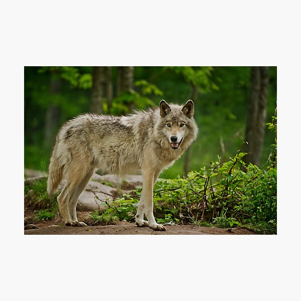 Item preview, Grey Wolves designed and sold by Michael Cummings.
