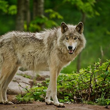 Artwork thumbnail, Grey Wolves by Michael Cummings