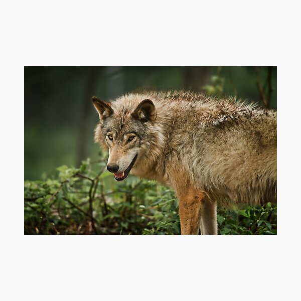 Item preview, Timber Wolf designed and sold by Michael Cummings.