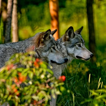 Artwork thumbnail, Timber Wolves by Michael Cummings