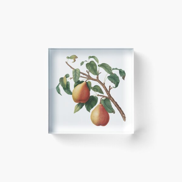 Item preview, Wild European Pear (Pyrus Pyraster) designed and sold by redoARTstore.